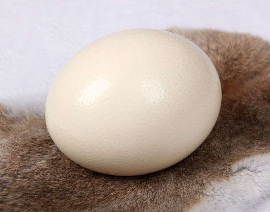 Afbeelding van Struisvogel ei